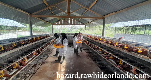 Informasi Daftar Jurusan Agribisnis Peternakan 2025/2026